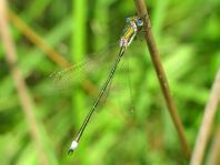 Kleine Binsenjungfer, Lestes virens