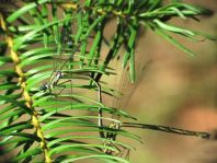 Kleine Binsenjungfer, Lestes virens