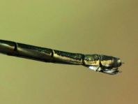 Kleine Binsenjungfer, Lestes virens