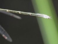 Kleine Binsenjungfer, Lestes virens