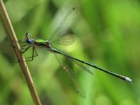 Kleine Binsenjungfer, Lestes virens