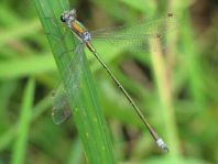 Kleine Binsenjungfer, Lestes virens