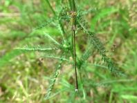 Südliche Binsenjungfer, Lestes barbarus