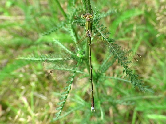 Lestes barbarus, Südliche Binsenjungfer