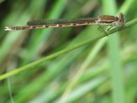 Sympecma fusca, Gemeine Winterlibelle