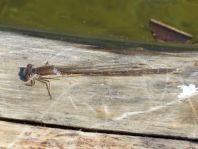 Sympecma fusca, Gemeine Winterlibelle