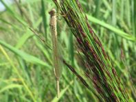 Sympecma fusca, Gemeine Winterlibelle
