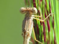 Sympecma fusca, Gemeine Winterlibelle