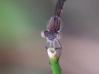 Sympecma fusca, Gemeine Winterlibelle