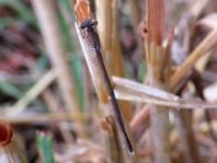 Sympecma fusca, Gemeine Winterlibelle