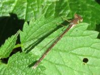 Sympecma fusca, Gemeine Winterlibelle