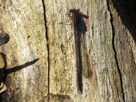 Sympecma fusca, Gemeine Winterlibelle