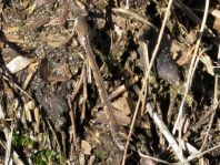Sympecma fusca, Gemeine Winterlibelle