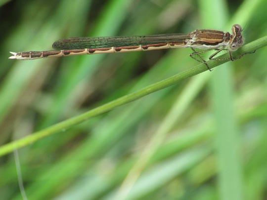 Gemeine Winterlibelle, Sympecma fusca