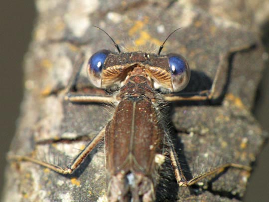 Gemeine Winterlibelle, Sympecma fusca