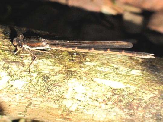 Gemeine Winterlibelle, Sympecma fusca