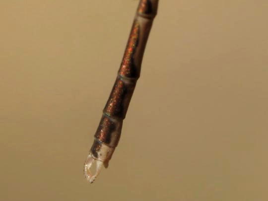 Gemeine Winterlibelle, Sympecma fusca