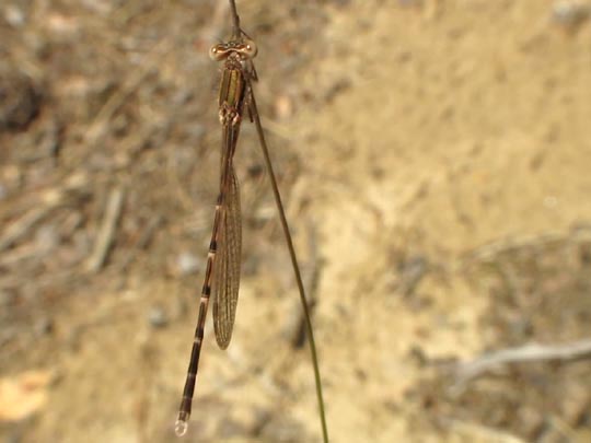 Gemeine Winterlibelle, Sympecma fusca
