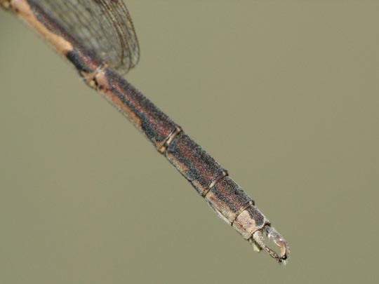 Gemeine Winterlibelle, Sympecma fusca