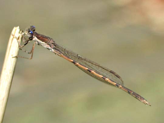 Gemeine Winterlibelle, Sympecma fusca