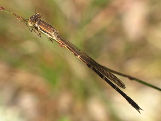 Gemeine Winterlibelle, Sympecma fusca