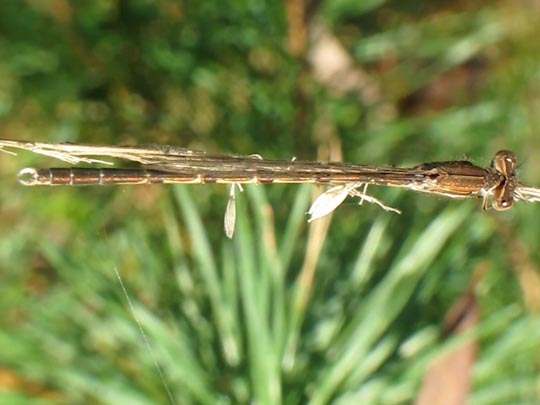 Gemeine Winterlibelle, Sympecma fusca