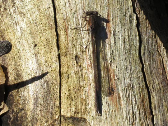 Gemeine Winterlibelle, Sympecma fusca