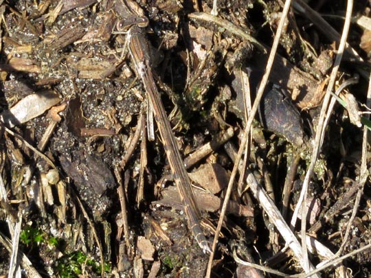 Gemeine Winterlibelle, Sympecma fusca