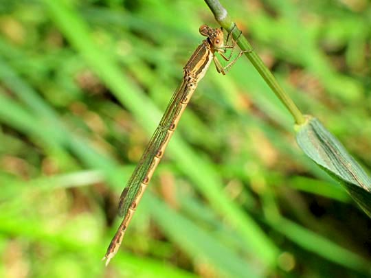 Gemeine Winterlibelle, Sympecma fusca
