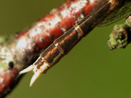 Gemeine Winterlibelle, Sympecma fusca