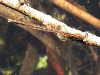 Sympecma fusca, Gemeine Winterlibelle