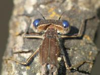 Sympecma fusca, Gemeine Winterlibelle