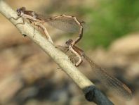 Sympecma fusca, Gemeine Winterlibelle