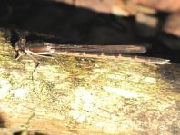 Sympecma fusca, Gemeine Winterlibelle