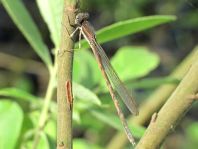 Sympecma fusca, Gemeine Winterlibelle