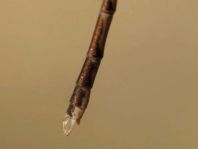 Sympecma fusca, Gemeine Winterlibelle