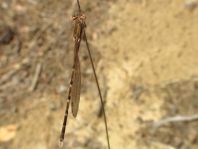 Sympecma fusca, Gemeine Winterlibelle