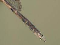 Sympecma fusca, Gemeine Winterlibelle