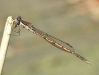 Sympecma fusca, Gemeine Winterlibelle