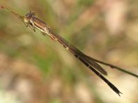 Sympecma fusca, Gemeine Winterlibelle