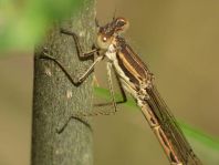 Sympecma fusca, Gemeine Winterlibelle