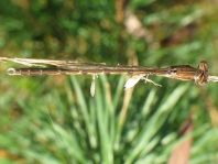 Sympecma fusca, Gemeine Winterlibelle