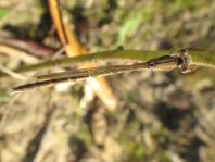 Sympecma fusca, Gemeine Winterlibelle
