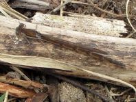 Sympecma fusca, Gemeine Winterlibelle