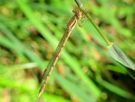 Sympecma fusca, Gemeine Winterlibelle