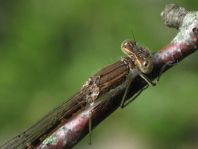 Sympecma fusca, Gemeine Winterlibelle