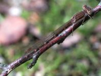 Sympecma fusca, Gemeine Winterlibelle