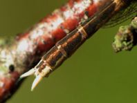 Sympecma fusca, Gemeine Winterlibelle