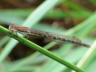 Sympecma fusca, Gemeine Winterlibelle