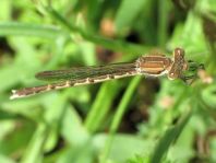 Sympecma fusca, Gemeine Winterlibelle